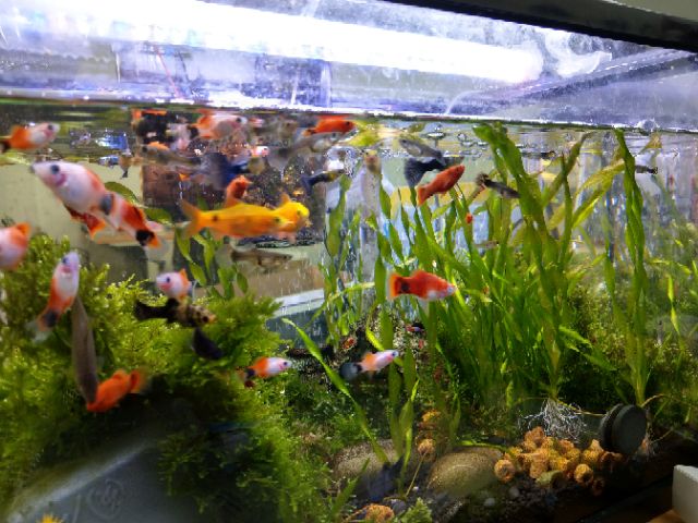 高亮防水氣led魚缸增艷燈一尺半兩尺兩尺半三尺四尺五尺都有價格含運aqua可參考 蝦皮購物