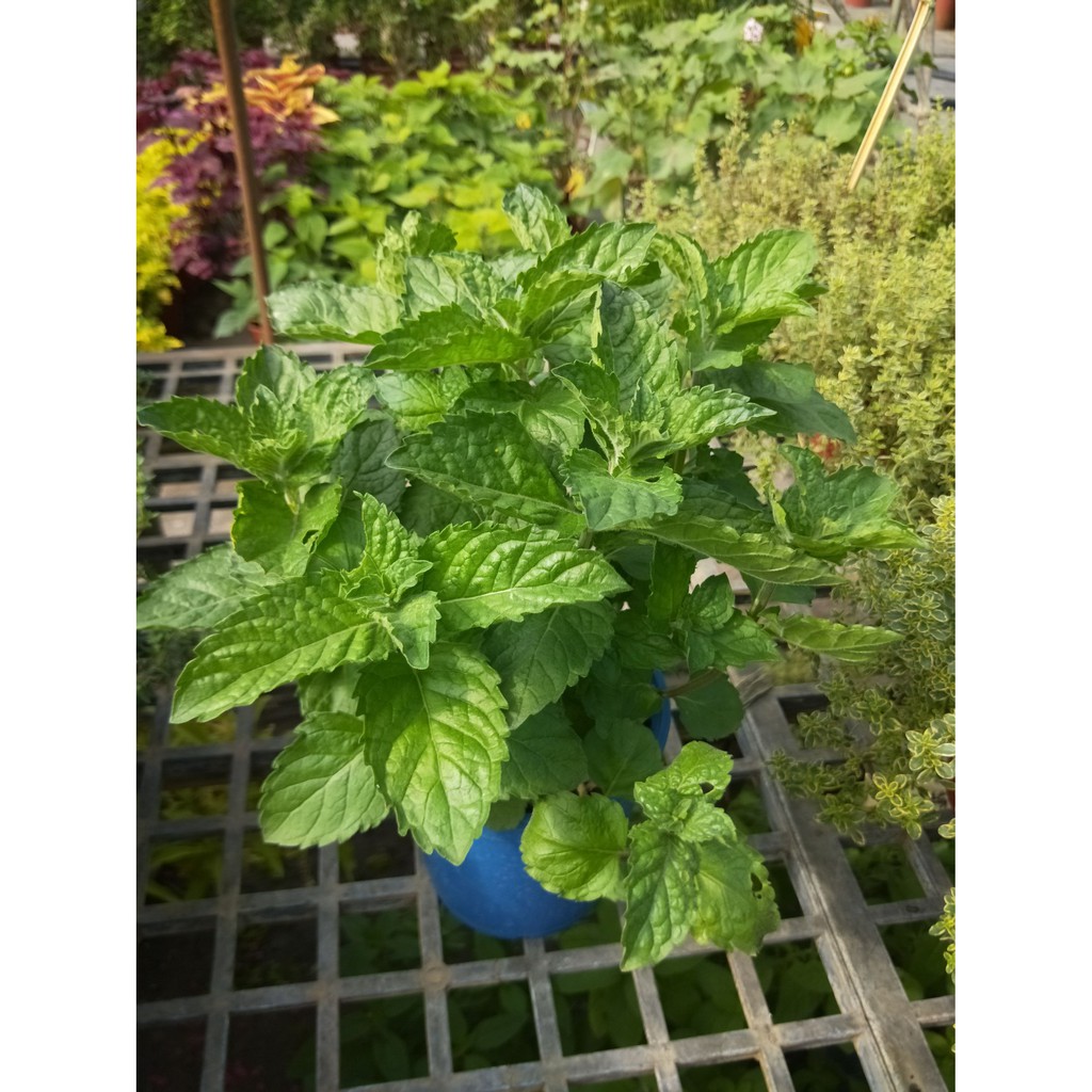 花精靈植物的家 香草 多年草本 葡萄柚薄荷 高 15公分以上 蝦皮購物