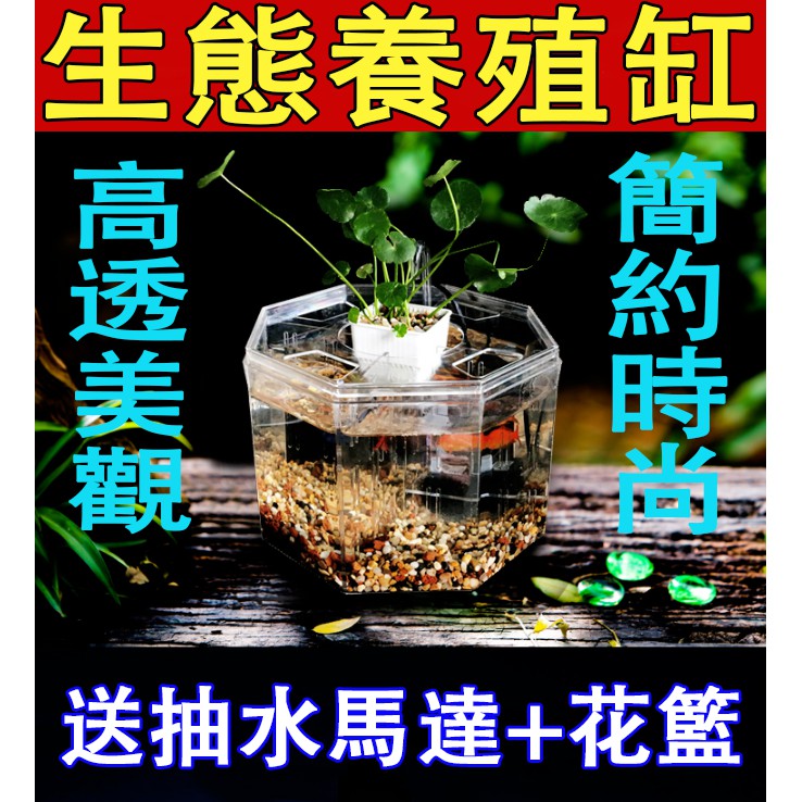 送抽水馬達 花籃 生態養殖缸 飼養過濾魚缸可放濾材水培植物 盛豐堂 蝦皮購物