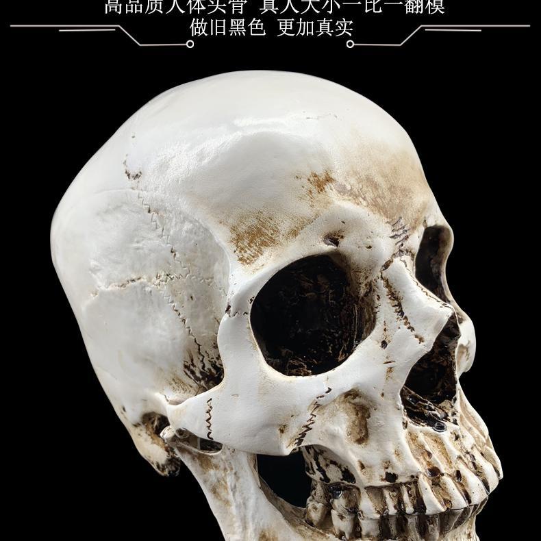 繁星優選精品仿真1:1人頭骨模型樹脂骷髏頭醫學仿古頭骨模型美術臨摹骨骼