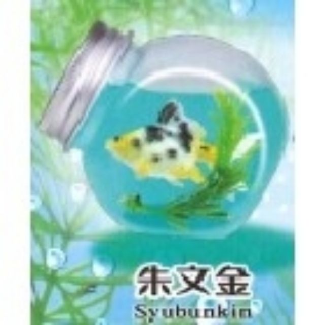 扭蛋轉蛋特價瓶中金魚p2 蝦皮購物