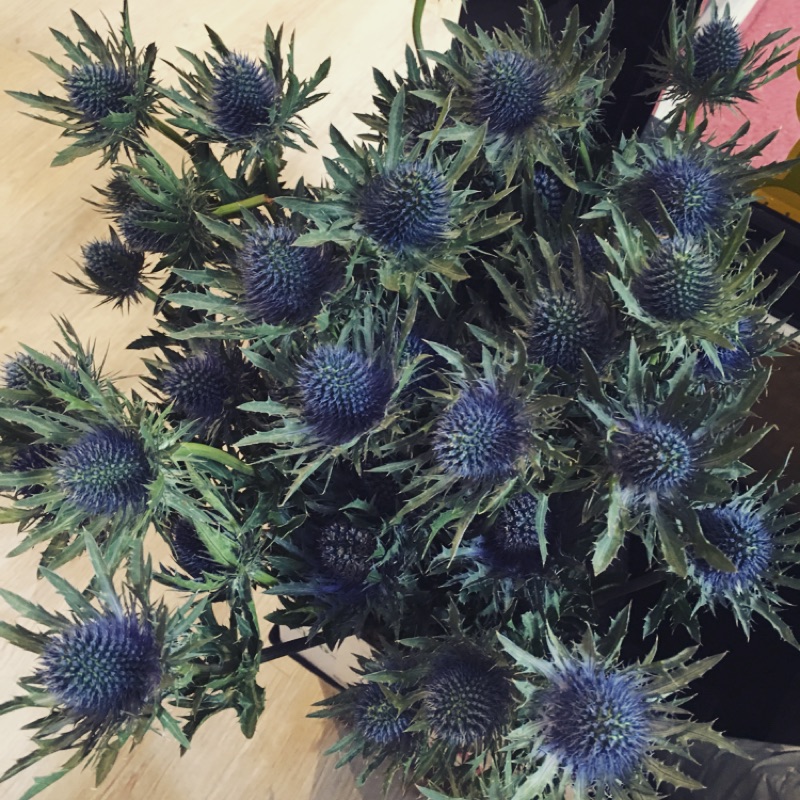 紫薊乾燥花 蝦皮購物