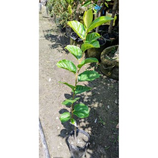 甜柿苗的價格推薦 21年6月 比價撿便宜