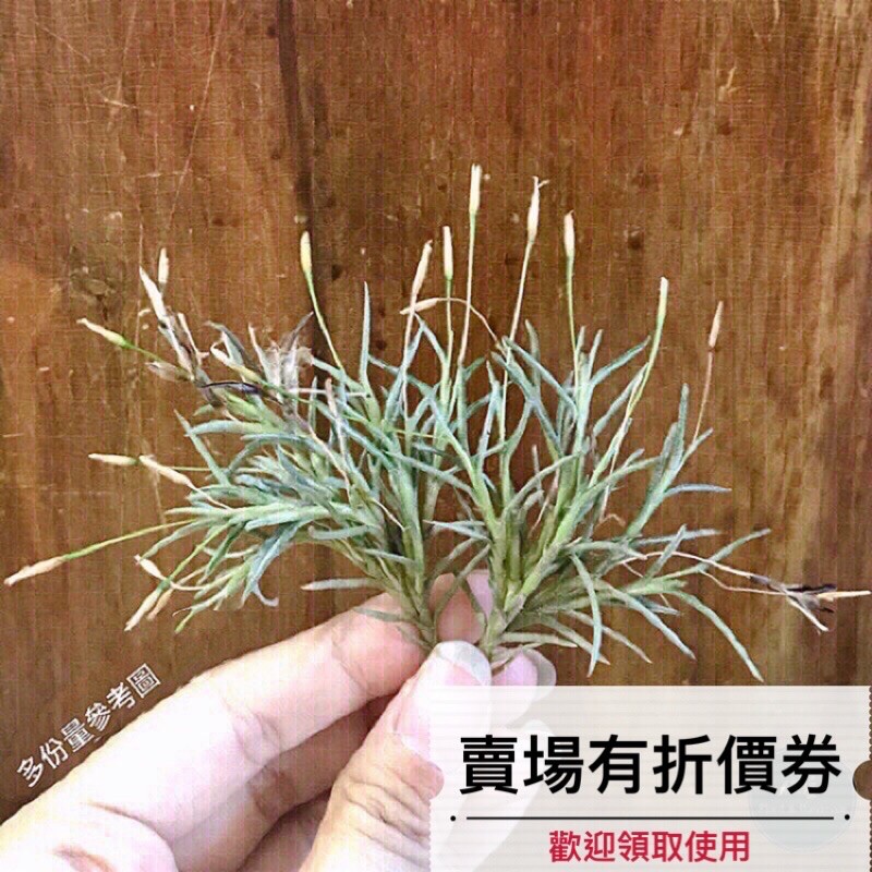 植藝-卡畢拉瑞斯 ✧容易叢生✧ T. capillaris 小毛怪 空氣鳳梨 空鳳 鐵蘭花 空氣草 無土植物 觀葉植物