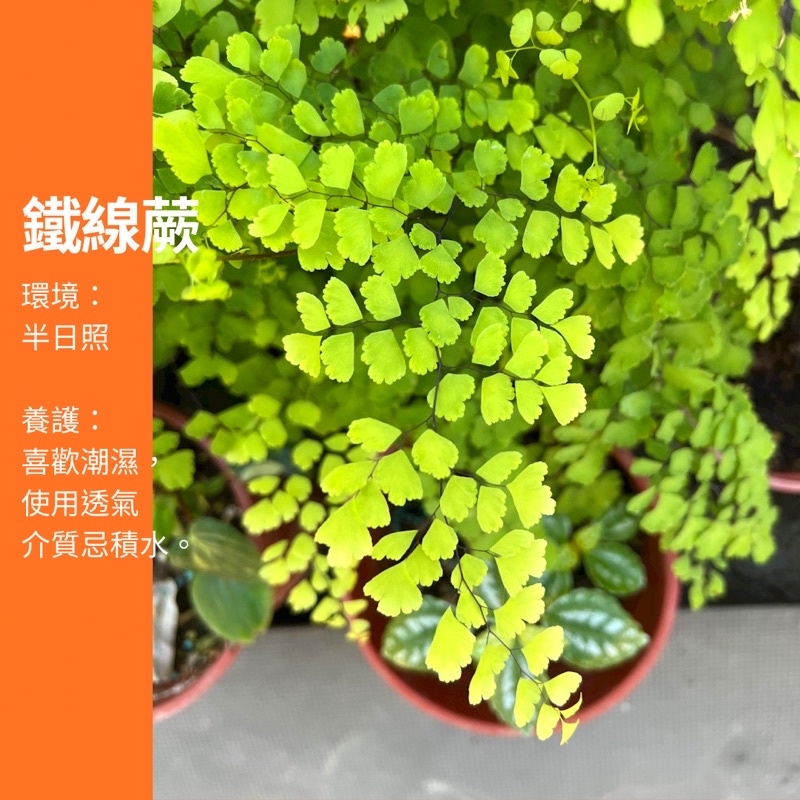 5吋 水苔球鐵線蕨蕨類苔球佈置辦公桌植物ig 網紅觀葉植物網紅植物室內植物空氣淨化陽台植物 蝦皮購物