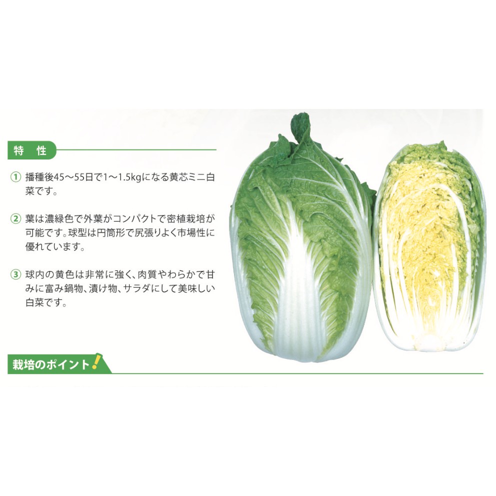 優良種子 日本黃作包心白菜 日本原包裝 50 80日品種可選 ml裝 約20顆 蝦皮購物
