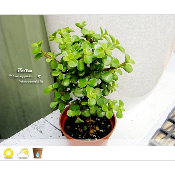 生活創意園藝 多肉植物 銀杏木三吋盆 蝦皮購物