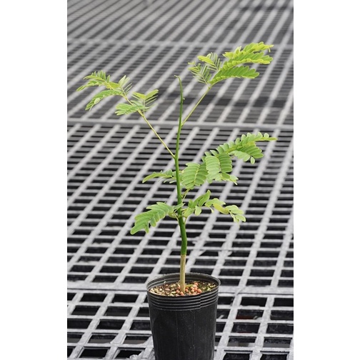 【花痴植人】巴西蕨樹 黏蟲豆 雨林植物（非小豆樹、筆筒樹、蕨類） Schizolobium parahyba 觀葉植物