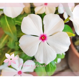 長春花藍 優惠推薦 21年4月 蝦皮購物台灣