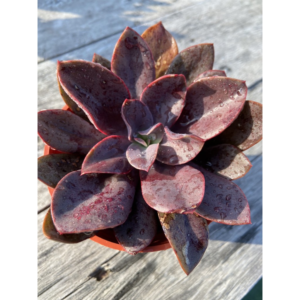 519uncle 多肉植物 花筏 多肉進口組盆療癒519大叔的多肉園 蝦皮購物