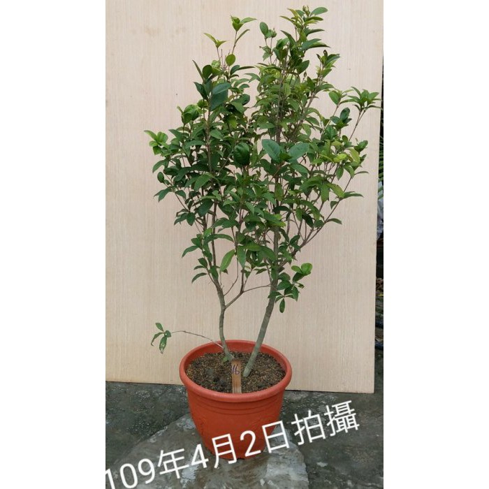 鑫品 強招貴人 提升貴氣 四季開花 四季專用桂花樹 盆栽式 樹型美 照顧栽種容易 16 蝦皮購物