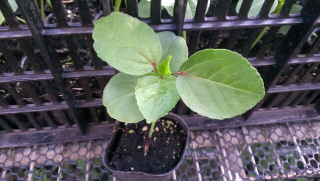 B01洛神花苗果實可做蜜餞紅色果實很討喜果實能煮茶也能做蜜餞 蝦皮購物