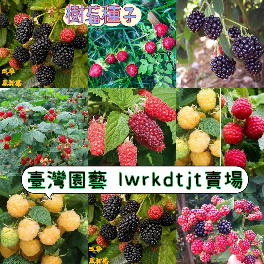 台園 開發票 收據免運 樹莓種子 野草莓種子陽台庭院種植速發 蝦皮購物