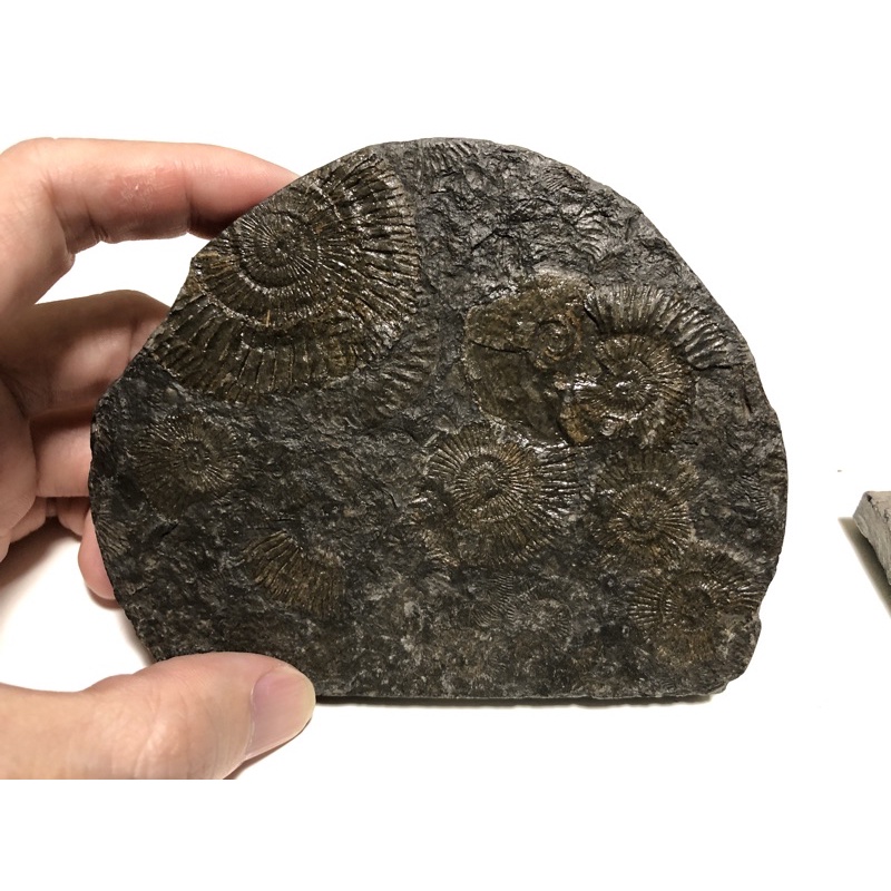 菊石化石的價格推薦- 2023年5月| 比價比個夠BigGo
