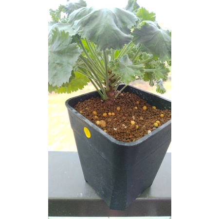 奇異洋葵 Pelargonium mirabile
