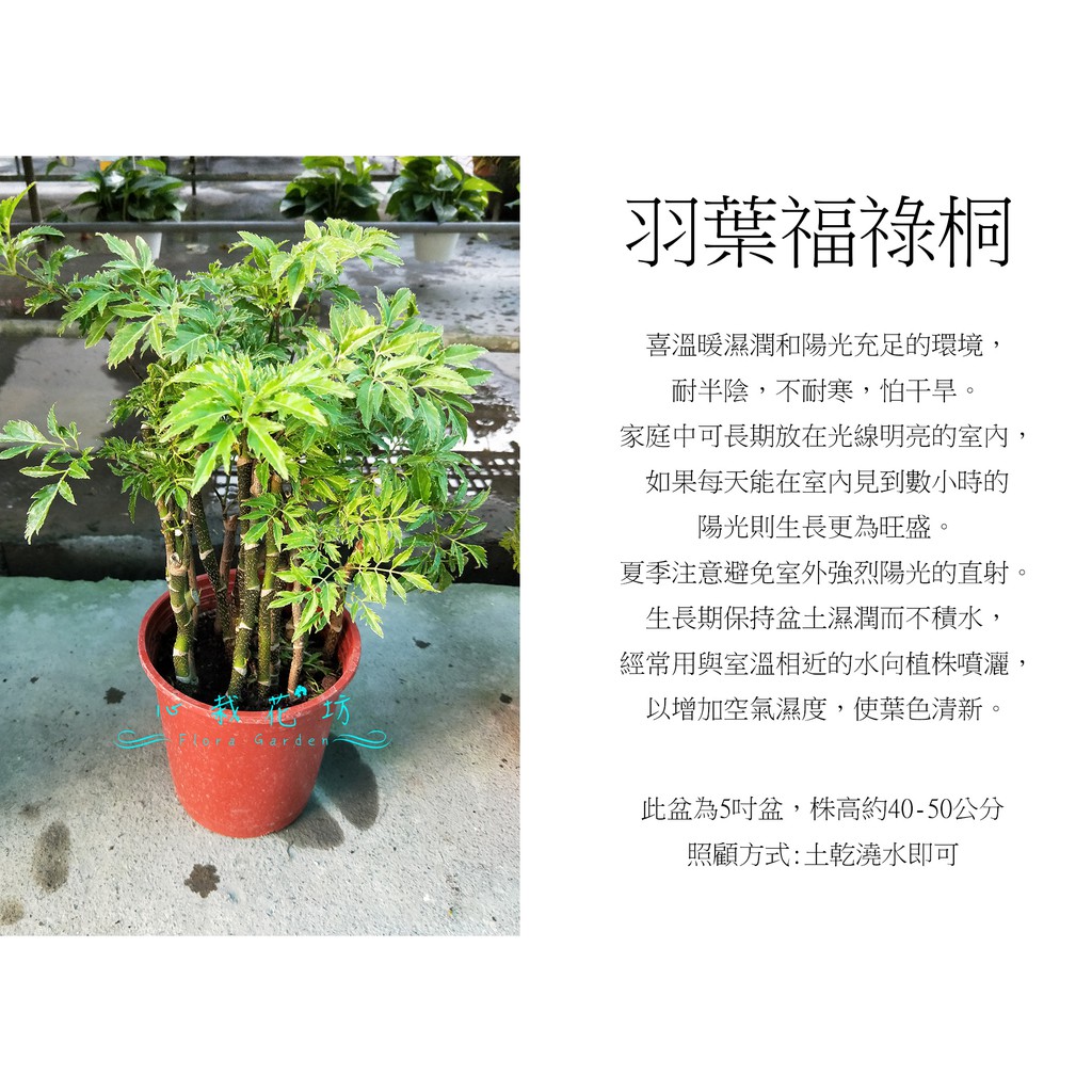 心栽花坊-羽葉福祿桐/5吋/綠化植物/室內植物/觀葉植物/售價300特價250