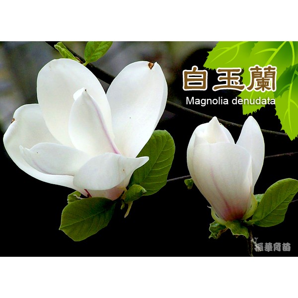 白玉蘭 盆栽 白玉蘭種子 玉蘭花 振華育苗 挑戰網路最低價 蝦皮購物