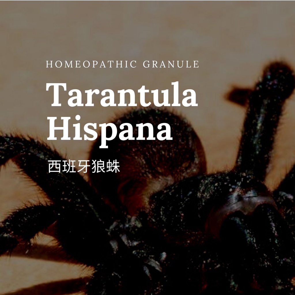 順勢糖球【西班牙狼蛛●Tarentula Hispana】Homeopathic Granule 9克 食在自在心空間