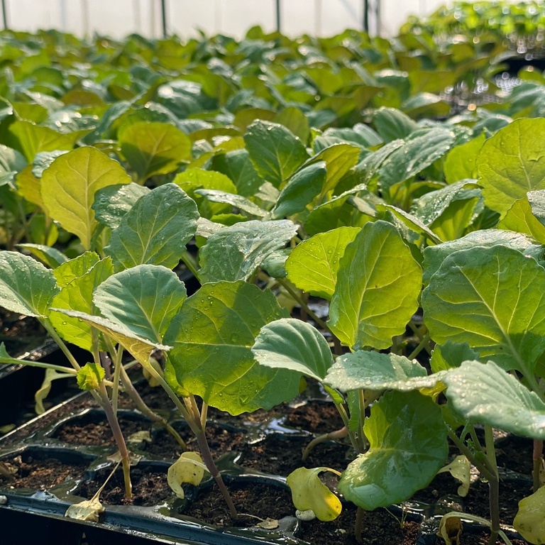 MJ植材工作室-雪翠高麗菜苗 蔬菜苗 在家當農夫