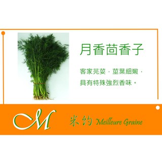 《Meilleur》月香茴香子(客家芫荽)種子 9g