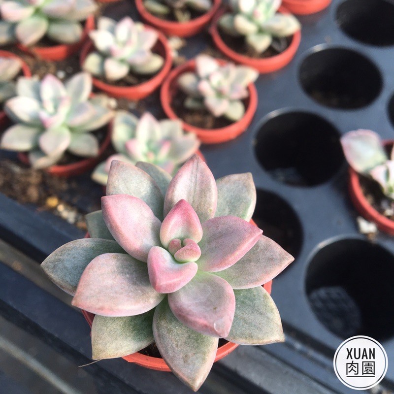 多肉植物。 胧月抜き苗 多肉植物 朧月 抜き苗｜Yahoo!フリマ（旧PayPayフリマ）