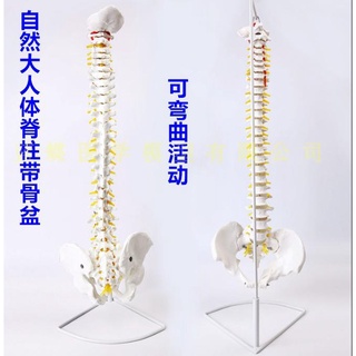 ♥❤自然大人體脊柱模型1:1成人正骨練習脊椎 頸椎腰椎骨骼骨架 模型