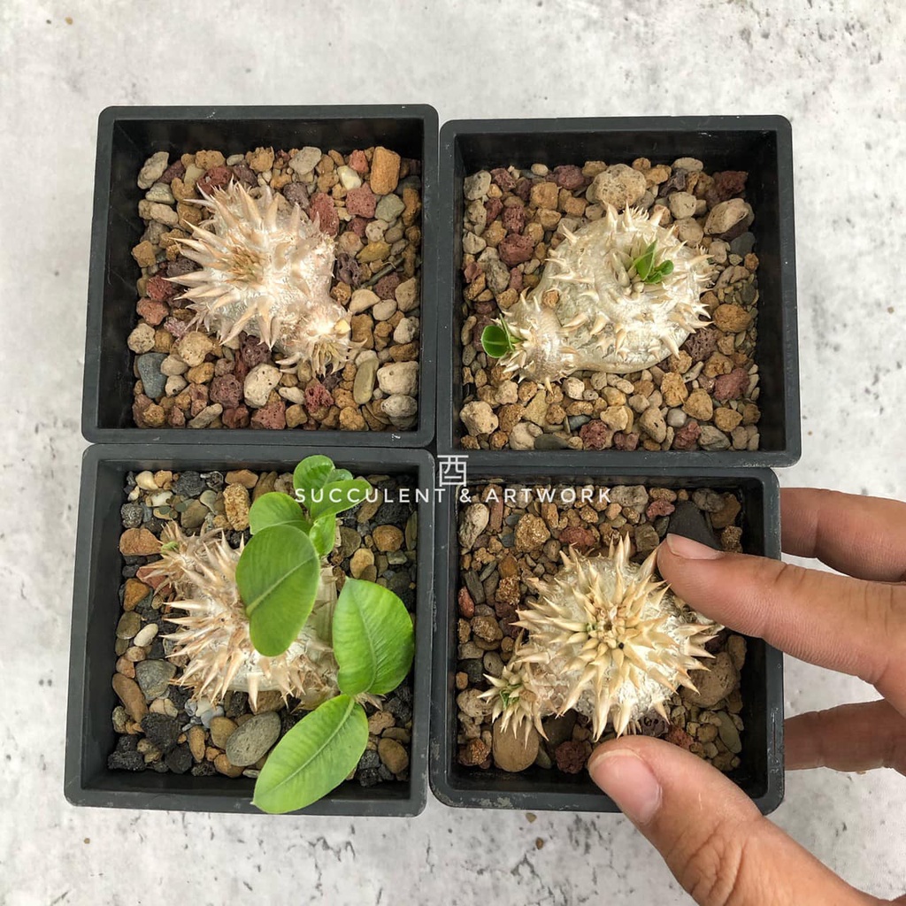 酉 5pm / 惠比須笑 Pachypodium brevicaule / 實生小苗 白花 黃花 / 塊根植物 多肉植物