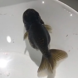 元素水族店 特選黑蘭壽金魚水族蘭壽日本水草水池室外蓮花池觀賞魚水族觀賞魚魚缸高級飼料 蝦皮購物