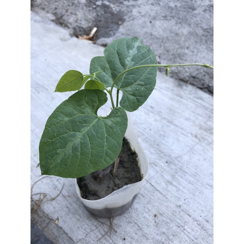 虎爪豆苗無花果扦插苗樹葡萄實生苗嘉寶果隱花果 蝦皮購物