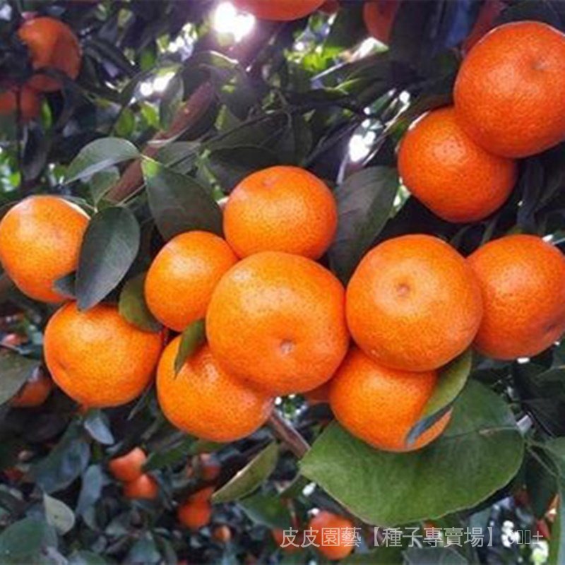 水果種子夯橘子樹種子砂糖橘種子金桔子種子橘子種子