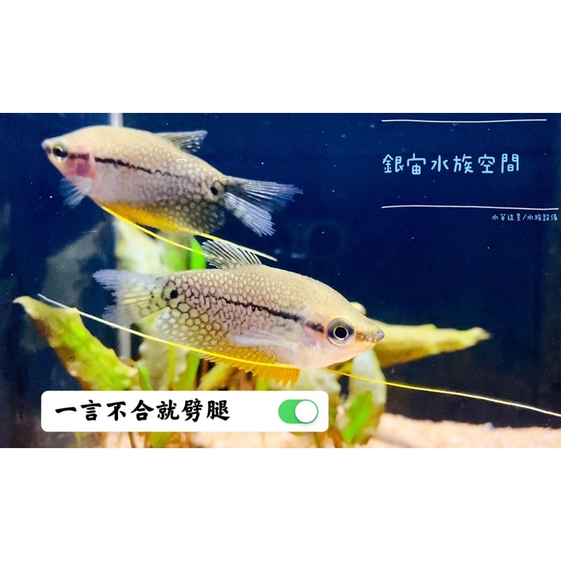 銀宙水族空間 珍珠馬甲鬥魚 珍珠攀鱸 可混養的鬥魚 戶外缸孑孓剋星 鬥魚飼料 蝦皮購物