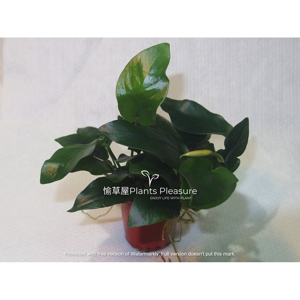 丸植物 小榕 盆裝 懶人水草 陰性水草 弱光水草 蝦皮購物