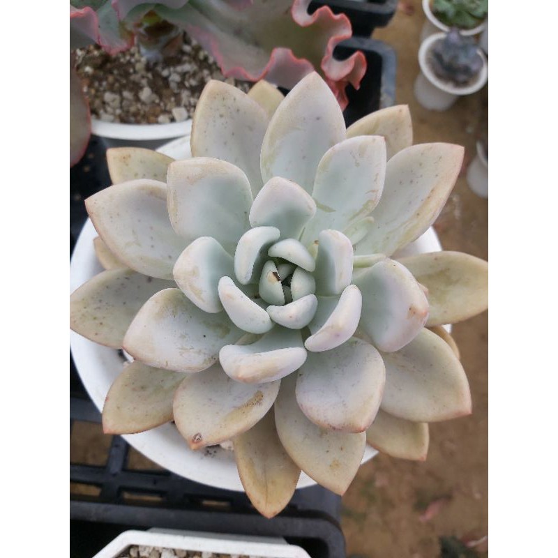 多肉植物奧普琳娜六吋 剪過花芽 蝦皮購物