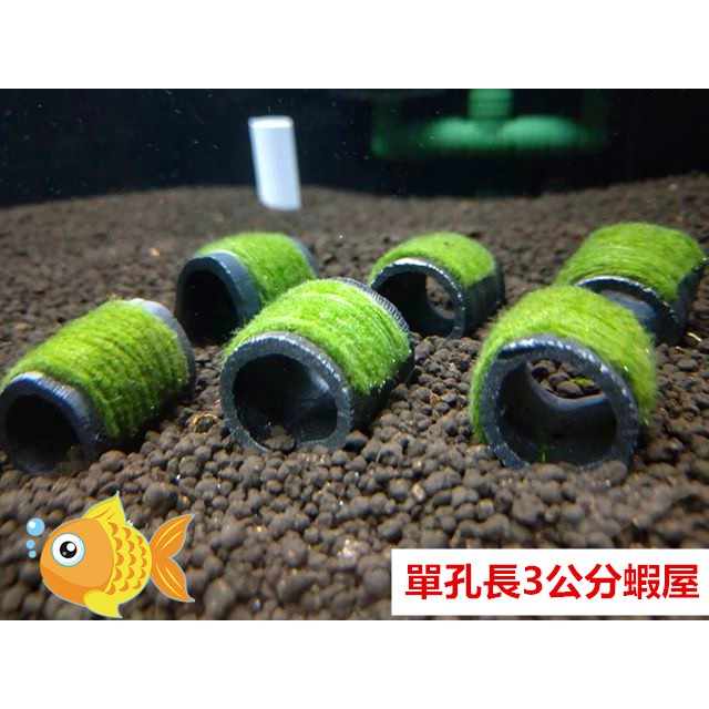 竹炭單孔 綠藻長3公分蝦屋單孔 綠藻長5公分蝦屋水晶蝦孔雀魚躲藏 蝦皮購物