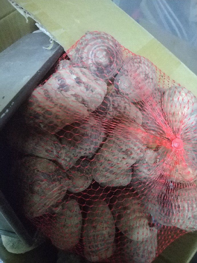 蔡家鮮果多 山芋頭 赤芽芋 里芋 小芋頭 芋艿 10月中出貨 1斤100元 蝦皮購物