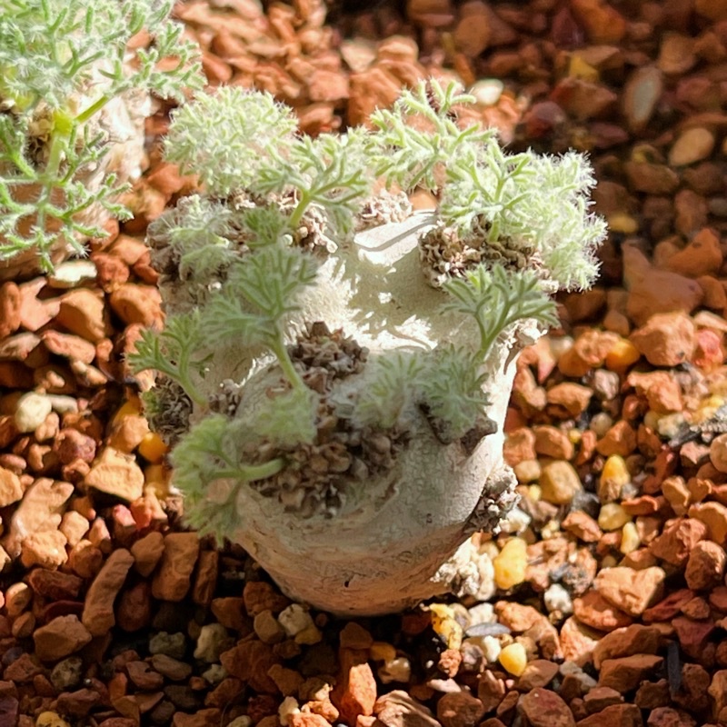 正版純種 白皮月界 Sarcocaulon peniculatum 多肉植物