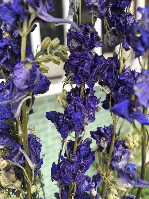 飛燕草 千鳥草 乾燥花 紫色 請務必參考商品描述 蝦皮購物