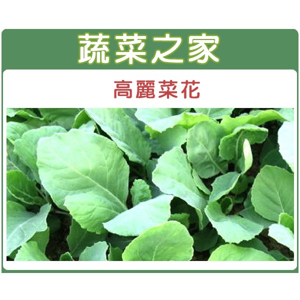 【蔬菜之家滿額免運】大包裝A09.高麗菜花種子180克(約3.6萬顆)(黃花芥藍菜、芥蘭菜)