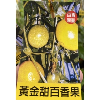 ★綠霖園藝★ 黃金甜百香果嫁接苗 水果樹苗/新興果樹觀賞植物/水果樹苗/新興果樹/果苗/嫁接/植物/盆栽