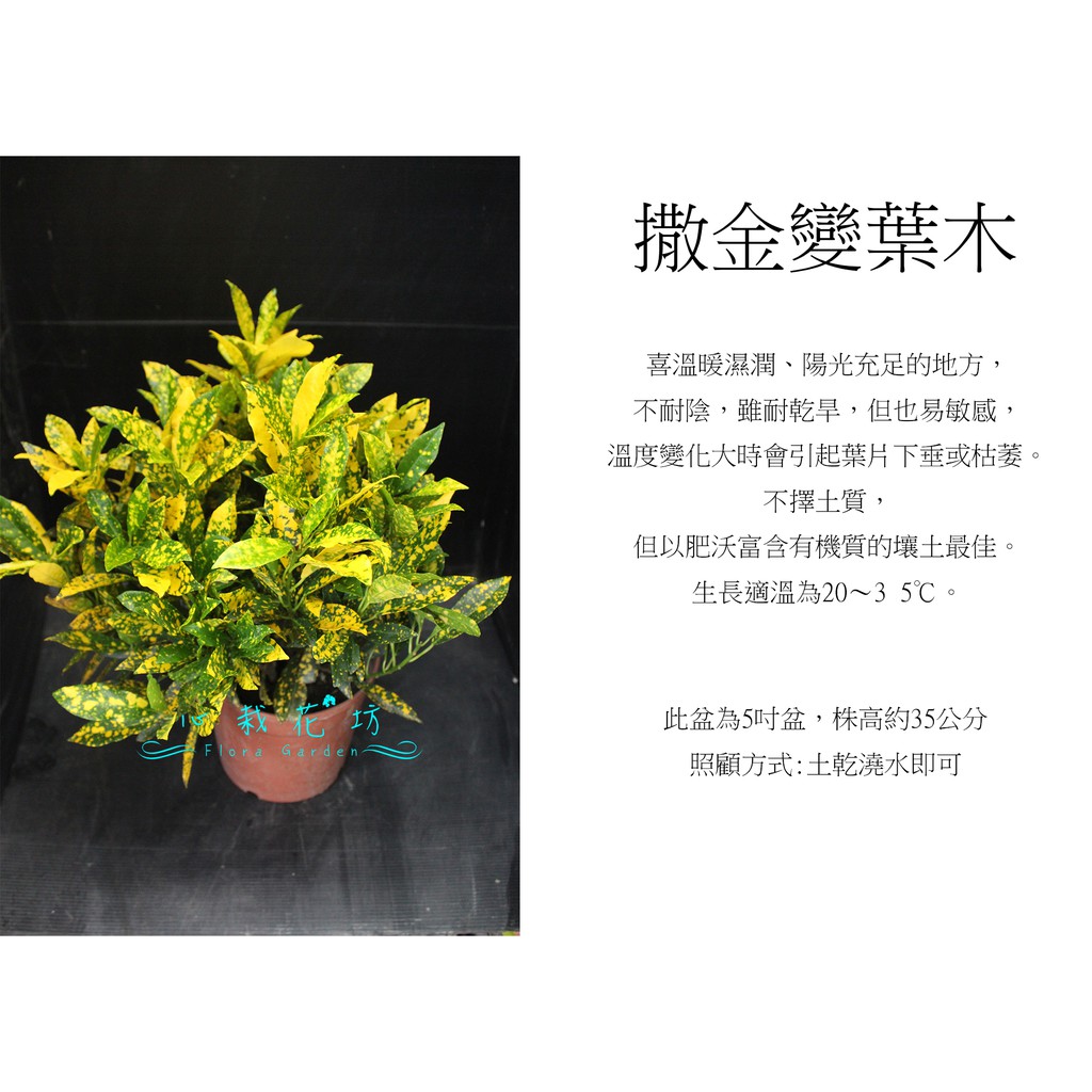 心栽花坊-撒金變葉木/6吋/綠籬植物/綠化植物/售價150特價120