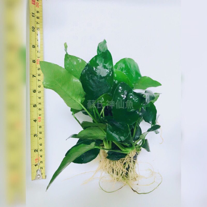 陰性前景草的價格推薦 21年8月 比價比個夠biggo