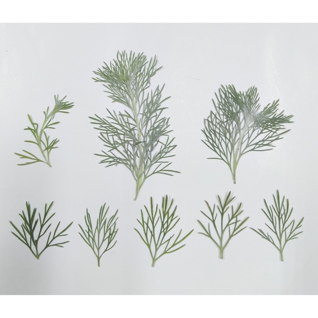 朝霧葉押花材料包天然植物標本手作diy 押花畫材料乾燥花 蝦皮購物