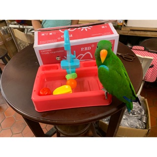 臺灣現貨 寵物洗澡 鸚鵡洗澡 鳥洗澡 洗澡 鸚鵡洗澡盆 迴圈自動出水 鸚鵡自動洗澡盆 狗狗喂水器 自動 貓咪喂水器 水盆