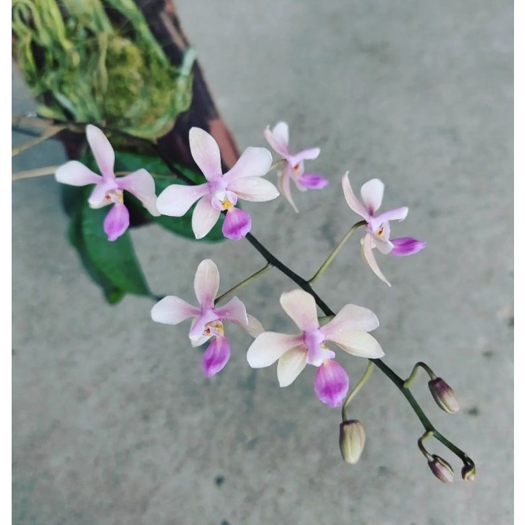 Phal stobartiana X (lindenii x equestris)落葉蝴蝶蘭交／開花性很好／喜歡乾濕分明