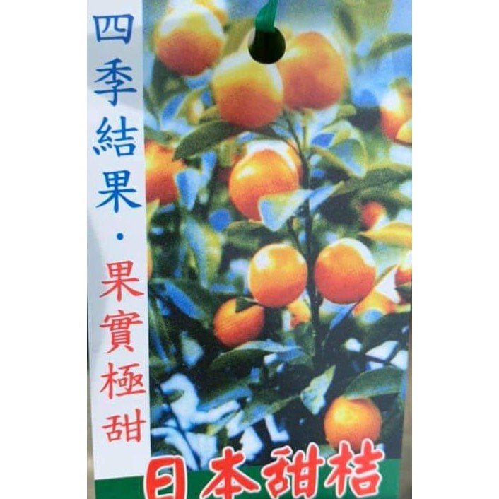 **小農之家** 優質種苗「日本甜桔」抗病性高，易存活 甜至可生食  嫁接苗 高約40cm