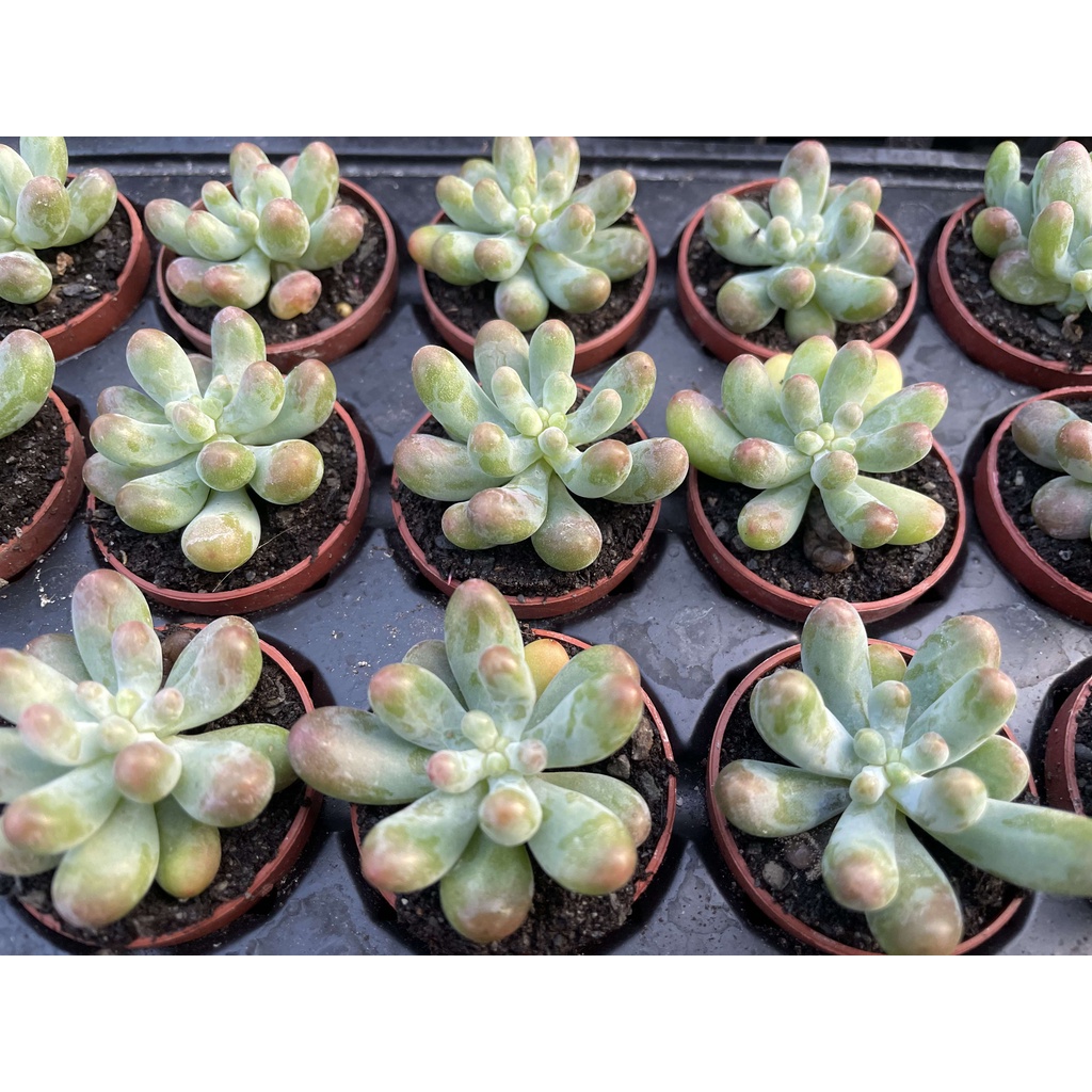 1吋迷你盆 乙女心 多肉植物 仙人掌 蝦皮購物