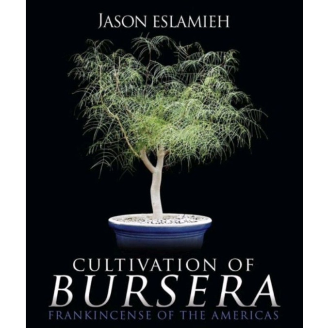 帕卡裂橄 （Bursera paradoxa）  珍稀裂欖 種子實生