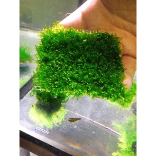 水草片 優惠推薦 21年7月 蝦皮購物台灣