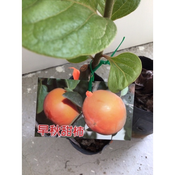 卉迎園藝 早秋甜柿嫁接苗高度40公分/水果樹苗/新興果樹