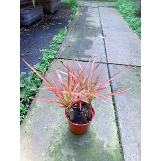 《JC小品園藝》五彩千年木/彩紋竹蕉3寸盆/植栽/植物/園藝/花藝/室內盆栽/日照植物/觀葉植物/綠化植物/淨化空氣